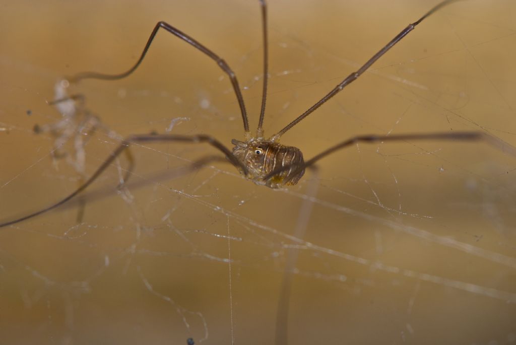 Opiliones with brave eyes